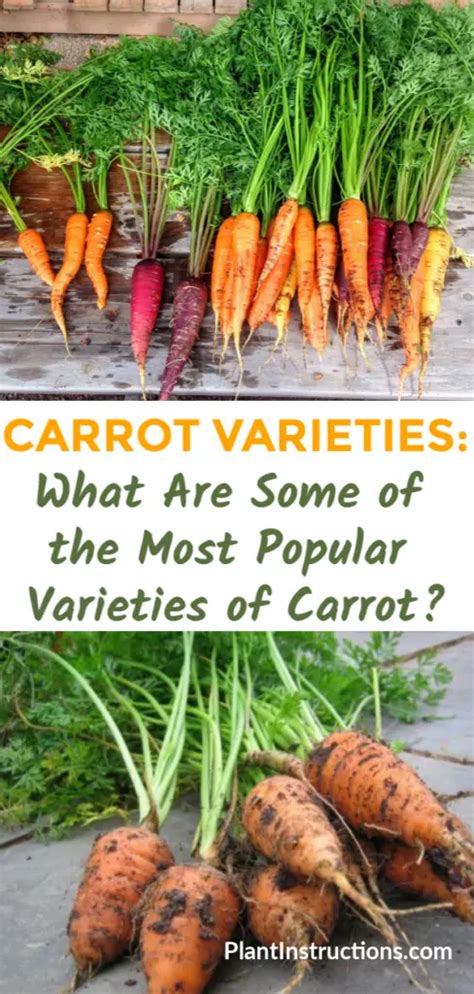 Carrot Varieties: What Are the Most Popular Varieties of Carrot? - Plant Instructions