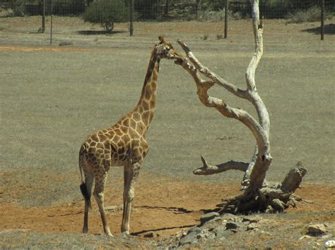 Giraffes at Monarto Zoo South Australia - Trevor's Travels