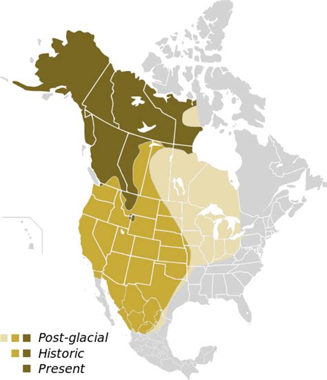 Grizzly Bears to RETURN to California? - SnowBrains