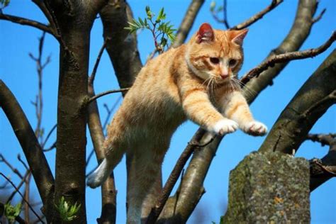 Stalking and Pouncing in Cats: Reasons and Solutions