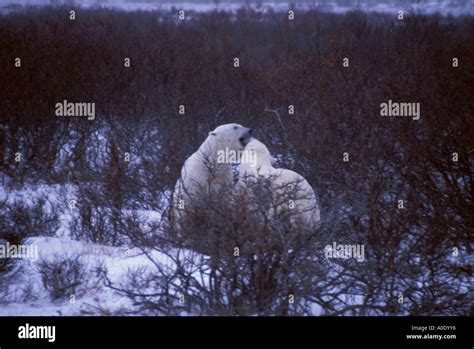 Wapusk National Park Hudson Bay Cape Churchill Manitoba Canada North ...