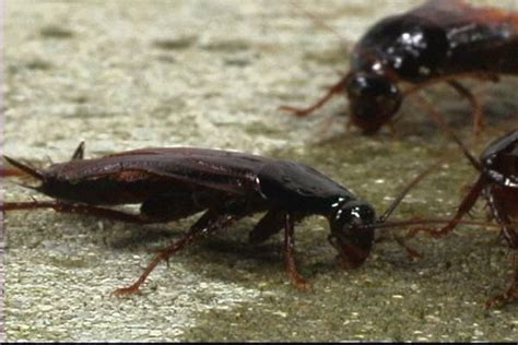 What Do Cockroaches Eat? | Roach Diet Facts | Orkin