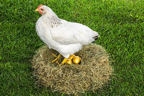 Gold Egg Nest Stock Photos, Pictures & Royalty-Free Images - iStock