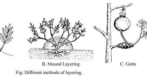 ARTIFICIAL VEGETATIVE PROPAGATION - CUTTING, LAYERING, GRAFTING