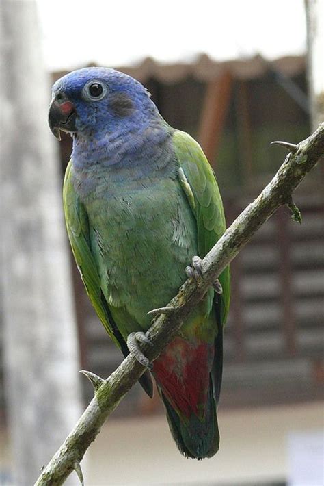 Pionus Parrot Guide: Lifespan, Price, Care and More | Pionus, Parrot, Parrot pet