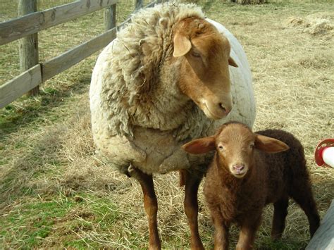 California Red ewe and lamb. Red Sheep, Baby Sheep, Sheep Farm, Sheep ...