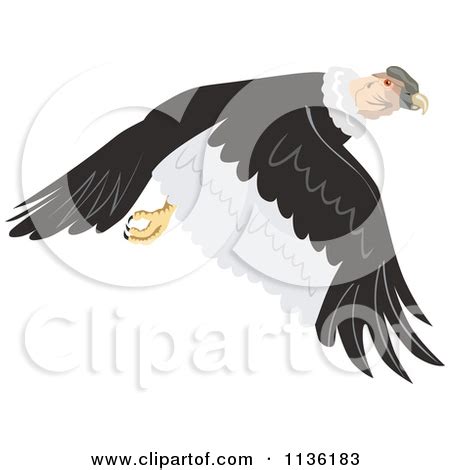 Condors clipart 20 free Cliparts | Download images on Clipground 2023