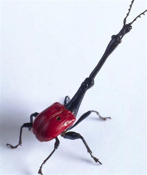 Madagascar Wildlife: Giraffe-Necked Weevil - Julita Stachowiak - Google+ | Insects, Cool insects ...