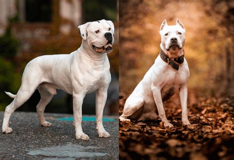 PitBull vs American Bulldog: An Experienced Vet's Comparison ...