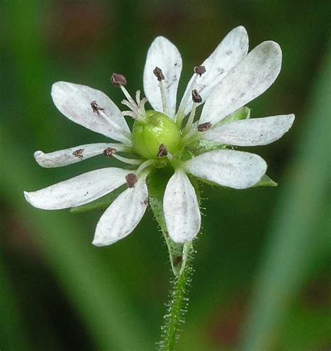 Myosoton aquaticum (Caryophyllaceae) image 9031 at PlantSystematics.org