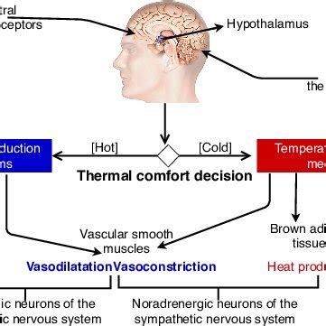 A simplified human thermoregulation -the hypothalamus checks the body's... | Download Scientific ...