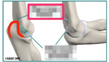 10. Upper Extremity Flashcards | Quizlet