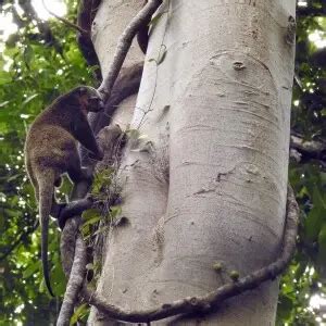 Sulawesi bear cuscus - Facts, Diet, Habitat & Pictures on Animalia.bio