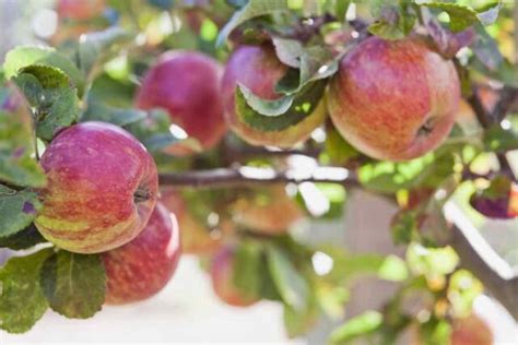 All About Cortland Apples - Minneopa Orchards