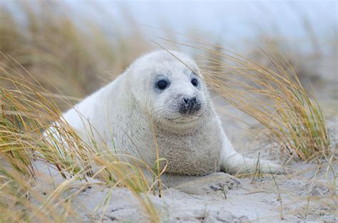 After 9 months of recovery, gray seal returns to the ocean | WTOP News