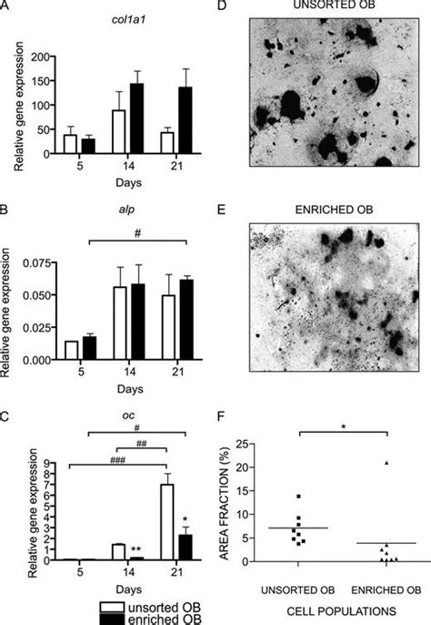 Osteal Tissue Macrophages Are Intercalated throughout Human and Mouse Bone Lining Tissues and ...