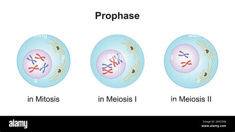 Scientific Designing of Differences Between Prophase in Meiosis and in ...