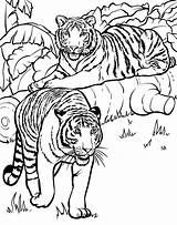 Coloring Wild Animal sketch template