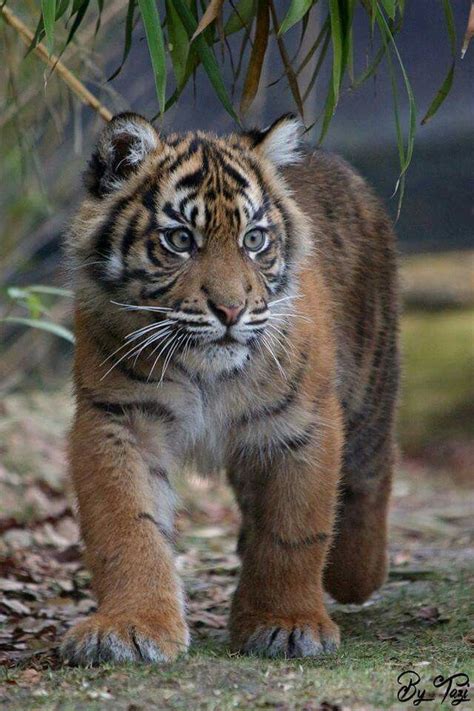 Sumatran tiger is smallest subspecies of Tiger in the world | Adorable Animals | Pinterest ...