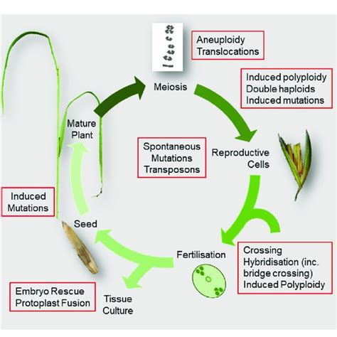 Diagram summarising the flowering plant life cycle showing breeding... | Download Scientific Diagram