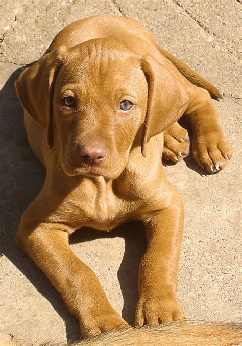 Adorable Vizsla Puppy by ThatOneGirlEliana on DeviantArt