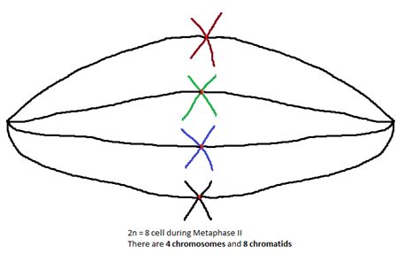 Chromosome and Chromatid Numbers during Mitosis and Meiosis | DAT Bootcamp