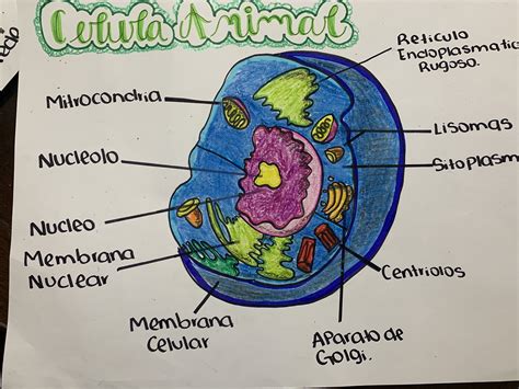 Animal Cell Diagram