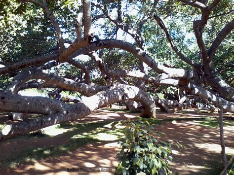 Pillalamarri Banyan Tree in Mahabubnagar - Indian Temples List