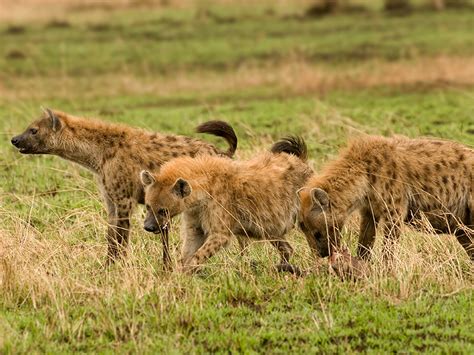 Spotted Hyena Facts, Mating, Habitat, Skull, Adaptations, Diet