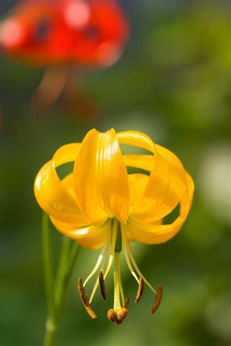 Extreme Close Up of the Flower Stamen and Petals of a Cosmos Plant · Free Stock Photo