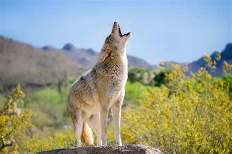 What Do Coyotes Sound Like? - Audio & Video Examples