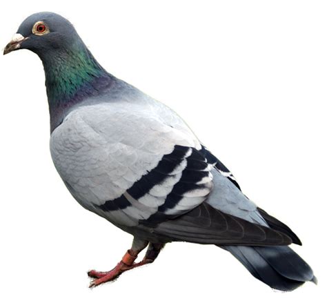 pigeon PNG image