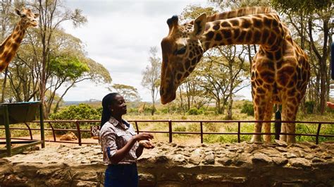 Up-Close with The Graceful Giraffes Of Nairobi Kenya | ChimpReports