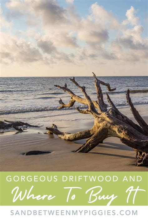 Where to Get Driftwood - The Best Places to Find Driftwood | Beach inspired decor, Driftwood ...