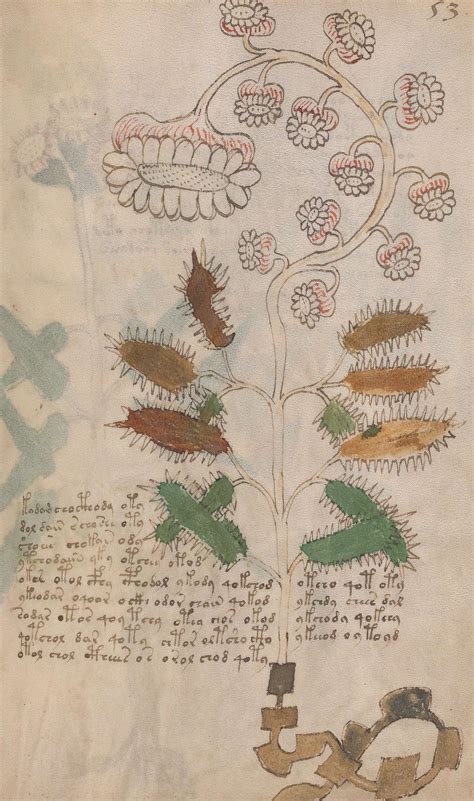 Voynich Manuscript Alphabet