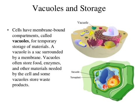 Where is the vacuole located in the animal cell? - eNotes.com