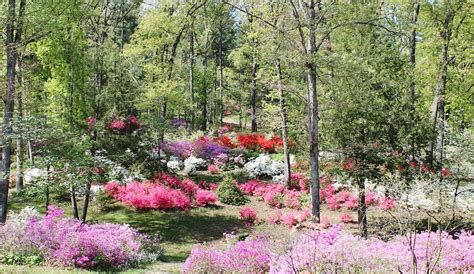 pictures of azelia gardens | Spring is in Bloom at Pinecrest Azalea ...