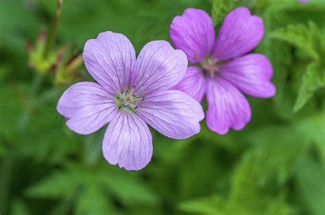 Purple Flowers of Wild Geranium Maculatum Close Up Photograph by Jenny ...