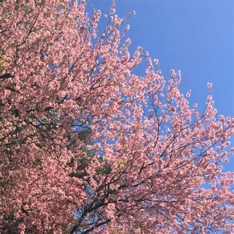 Shillong turns pink with cherry blossoms. See beautiful photos - India Today