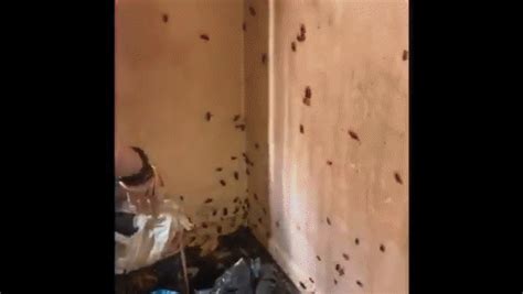 Limpeh predict next few weeks, SG cockroaches population would exploded