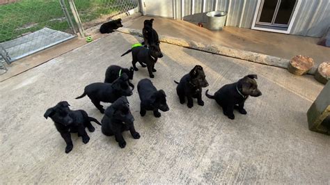 Are All German Shepherd Puppies Born Black