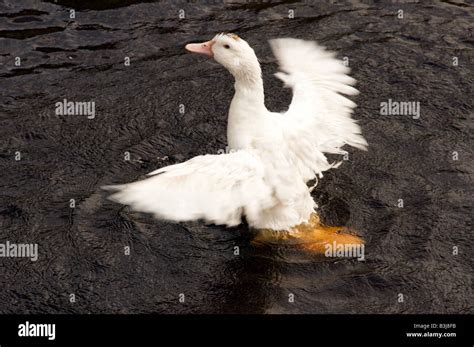 Flying white goose hi-res stock photography and images - Alamy