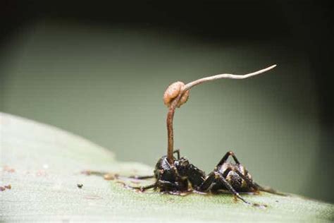 Zombie ants: meet the parasitic fungi that take control of living insects