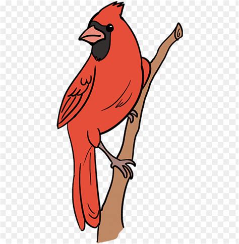 How To Draw Cardinal Bird - Cartoon Cardinal Red Bird PNG Transparent ...