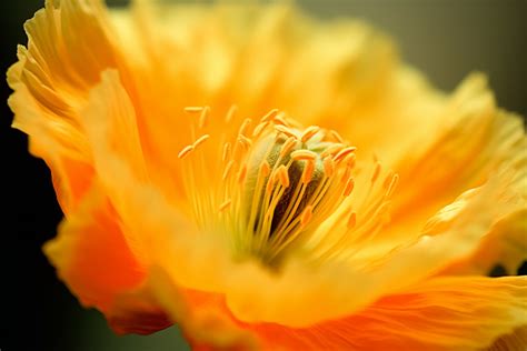 Up Close Photo Of Yellow Poppy Flower Background, No People, Spring, Close Up Background Image ...