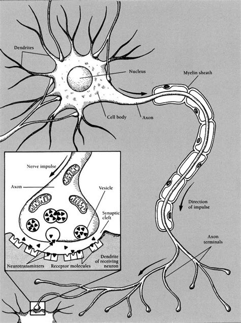 Sketch of a neuron (From: Brain Facts, Society for Neuroscience [2004 ...