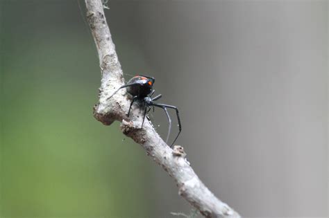 Black Widow North Carolina by Andrew Hurst at Coroflot.com