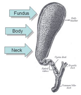 Gallbladder Ultrasound: Normal Anatomy