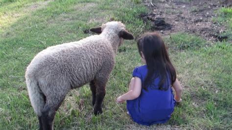 Una tierna ovejita -Niños jugando con animales - playing with animals ...