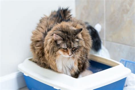 The Best Cat Home Remedies for Stool